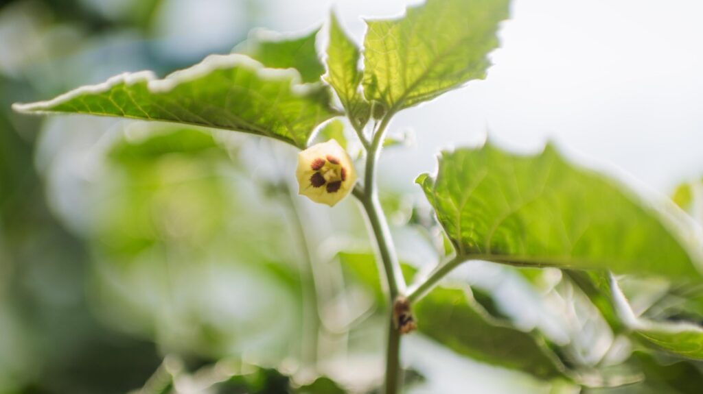Physalis-Blüte