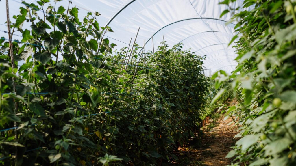Im Physalis-Tunnel