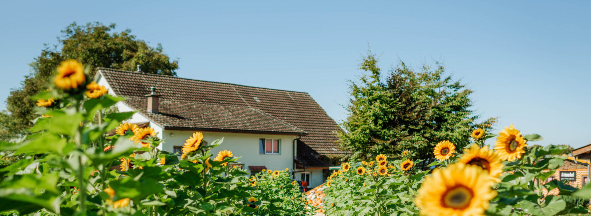 Sonnenblumen Römerhof