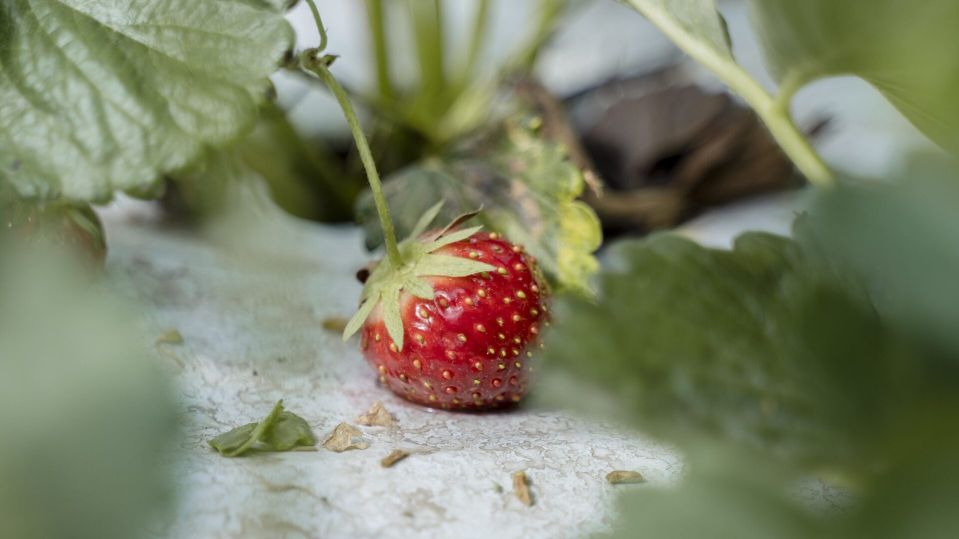 Erdbeere auf dem Feld