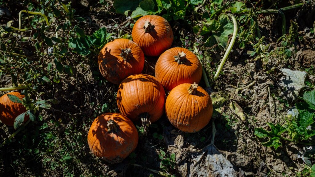 Halloweenkürbisse