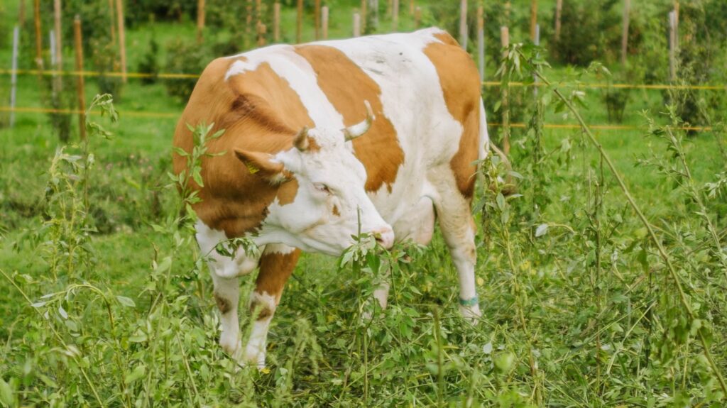 Kuh auf dem Feld