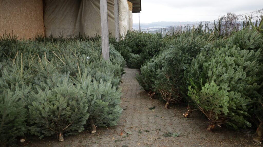 Weihnachtsbäume gelagert auf dem Hinnenhof