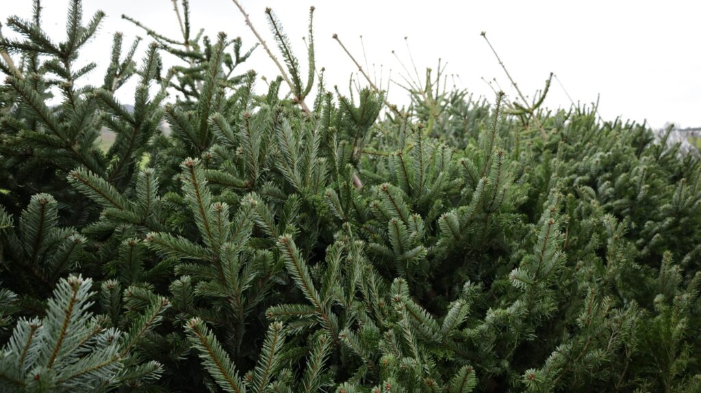 Weihnachtsbäume vom Hinnenhof