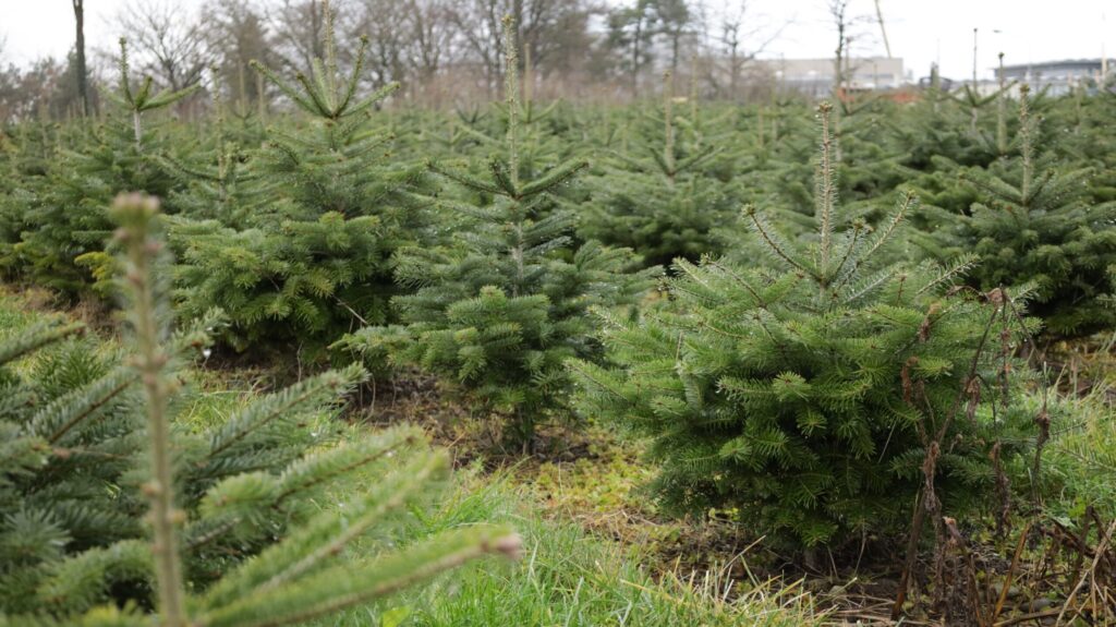 Weihnachtsbaum Kultur auf dem Hinnenhof