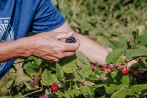 Brombeer-Ernte