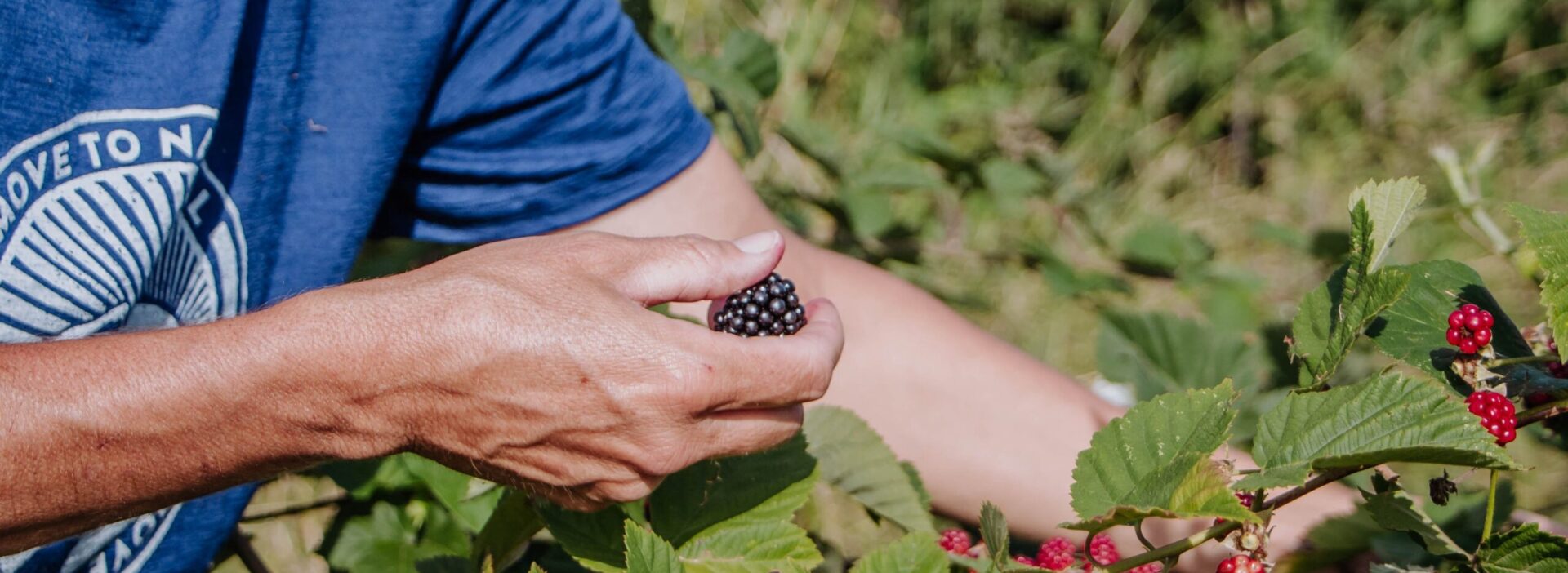 Brombeer-Ernte