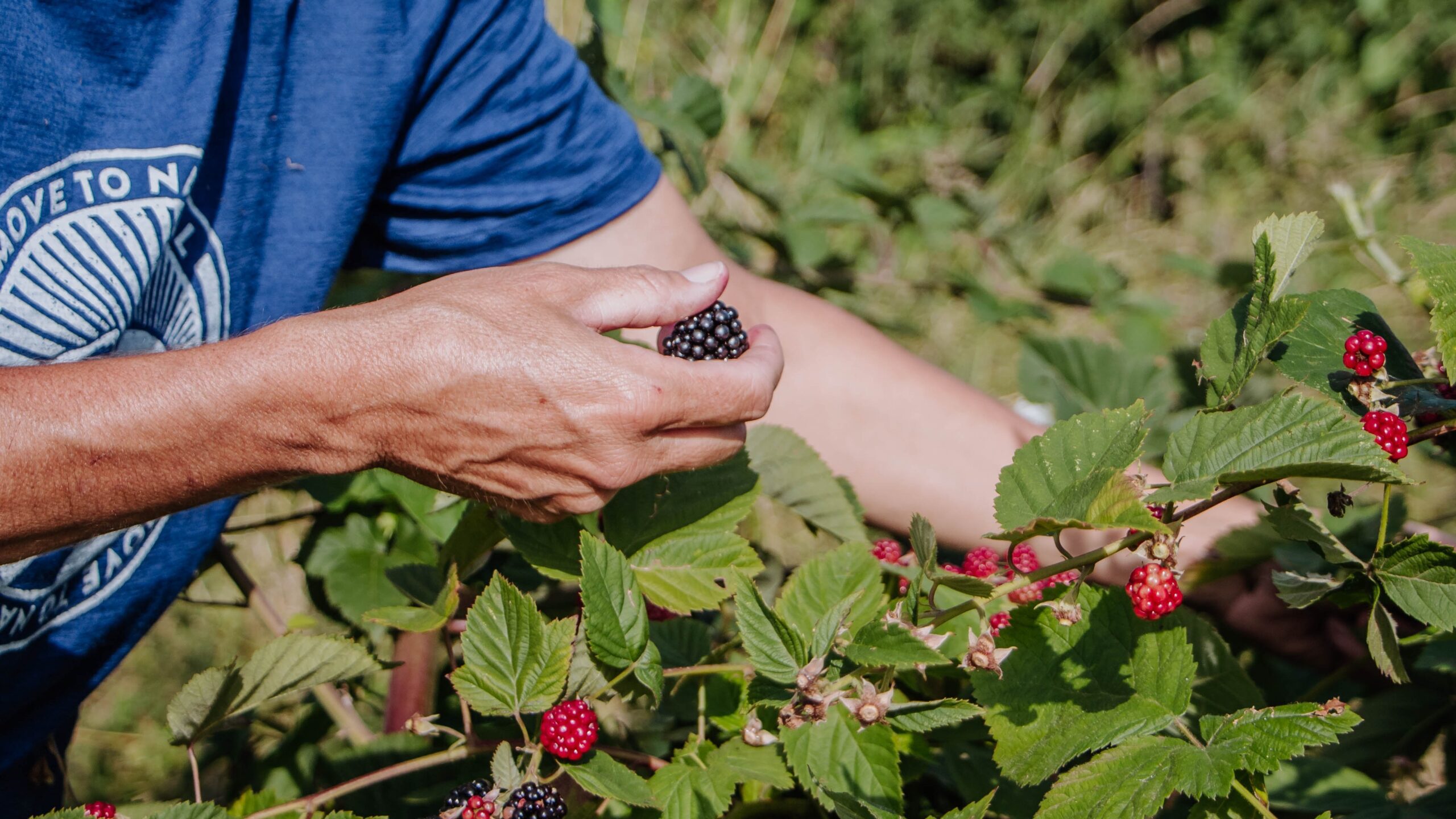JuckerFarm Juckerhof Wildkultur Brombeerernte Brombeer-Ernte