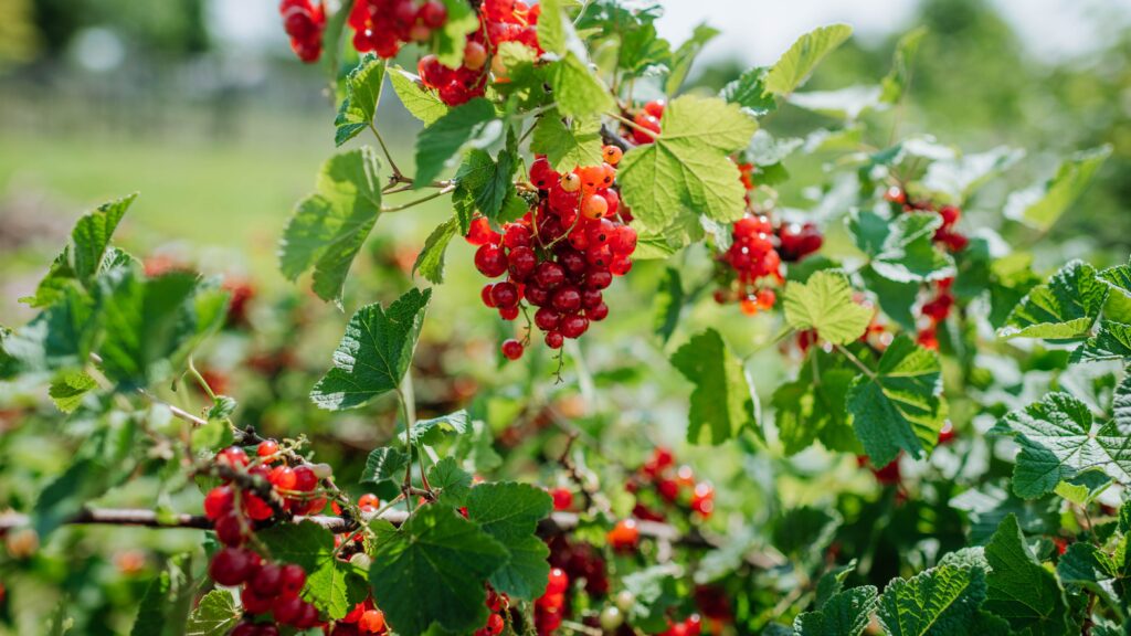 Johannisbeeren rot