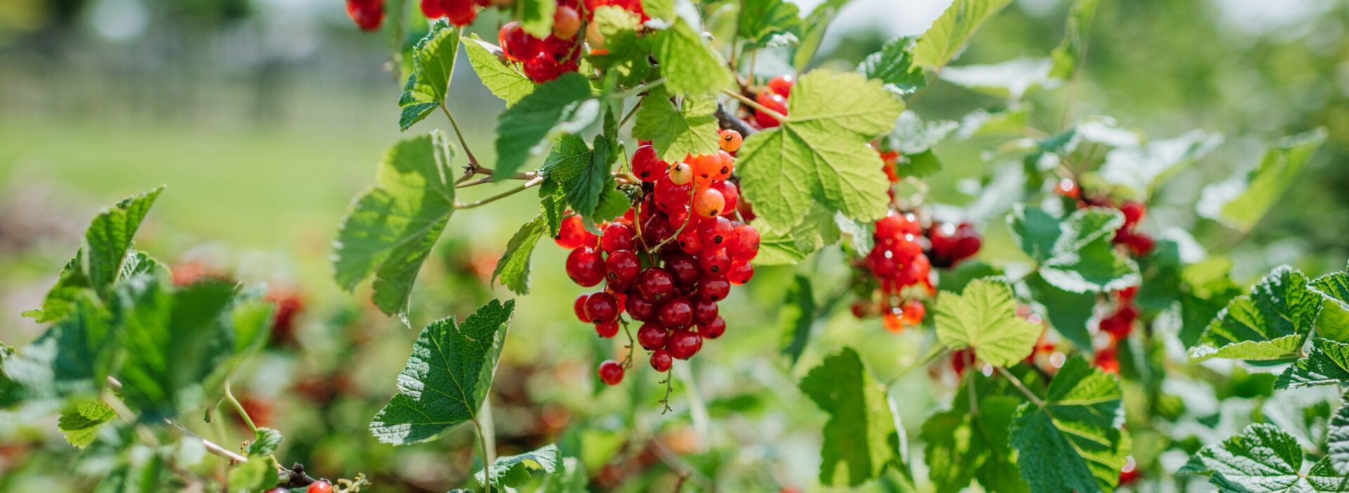 Johannisbeeren rot