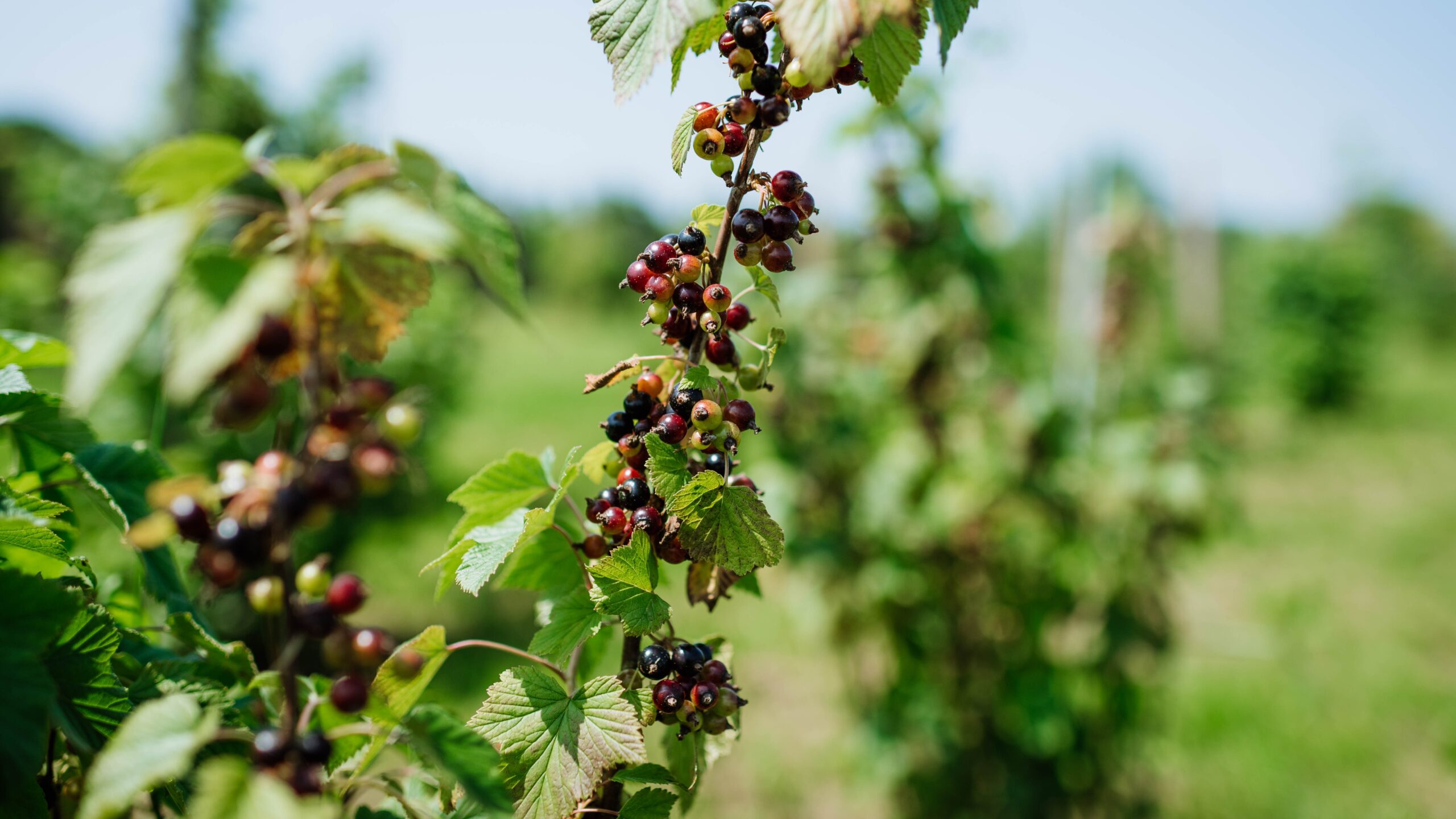 JuckerFarm Juckerhof Wildkultur Jostabeeren JuckerFarm Juckerhof Wildkultur Jostabeeren