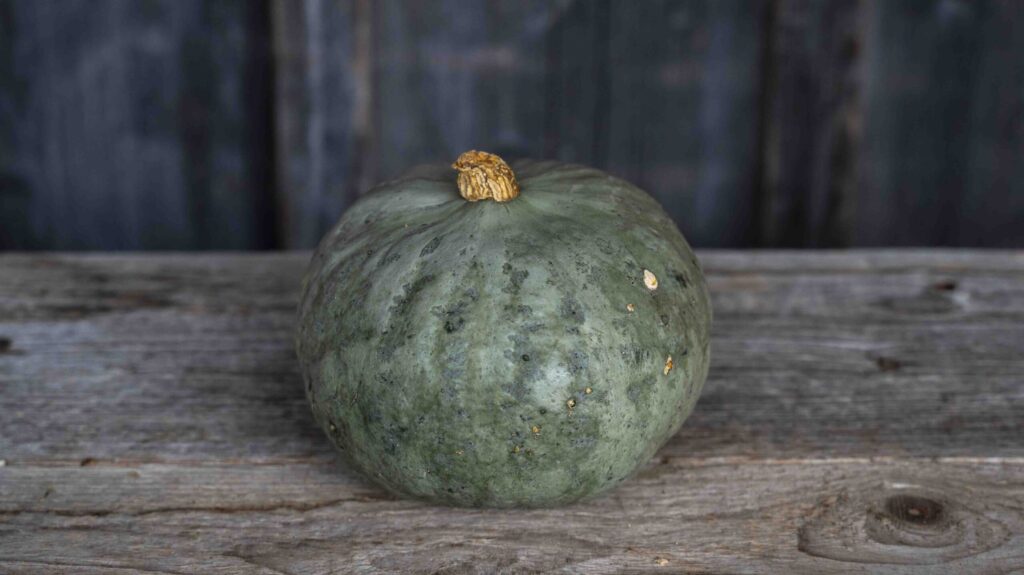 Kabocha Kürbis