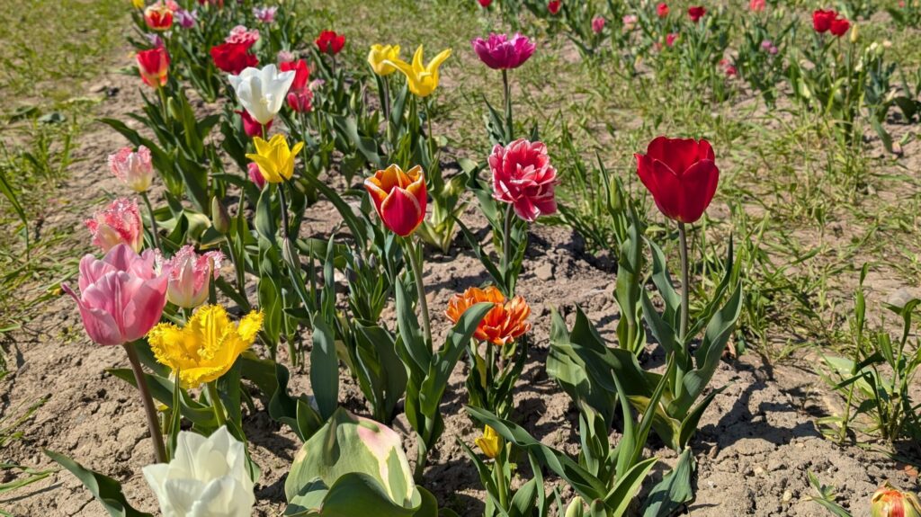 Tulpenfeld auf dem Römerhof