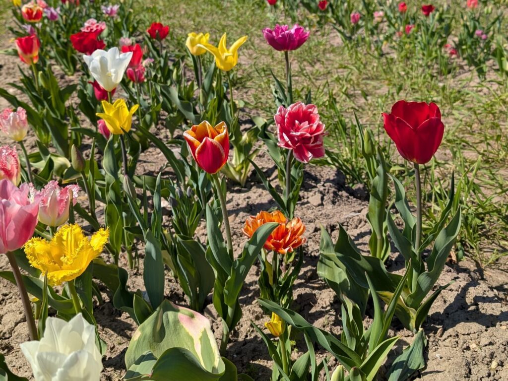 Tulpenfeld auf dem Römerhof