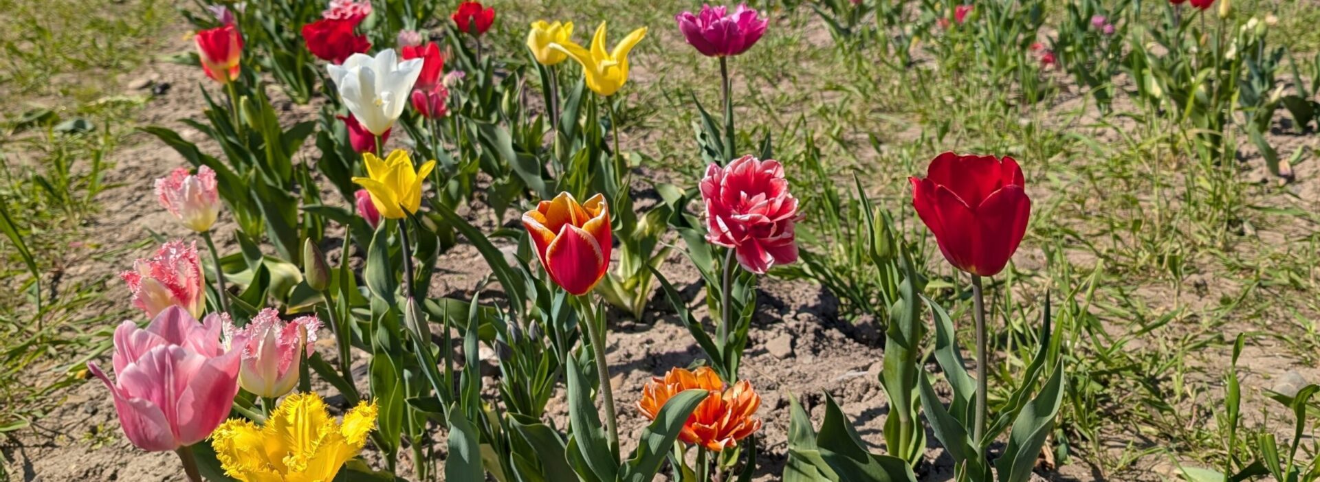 Tulpenfeld auf dem Römerhof