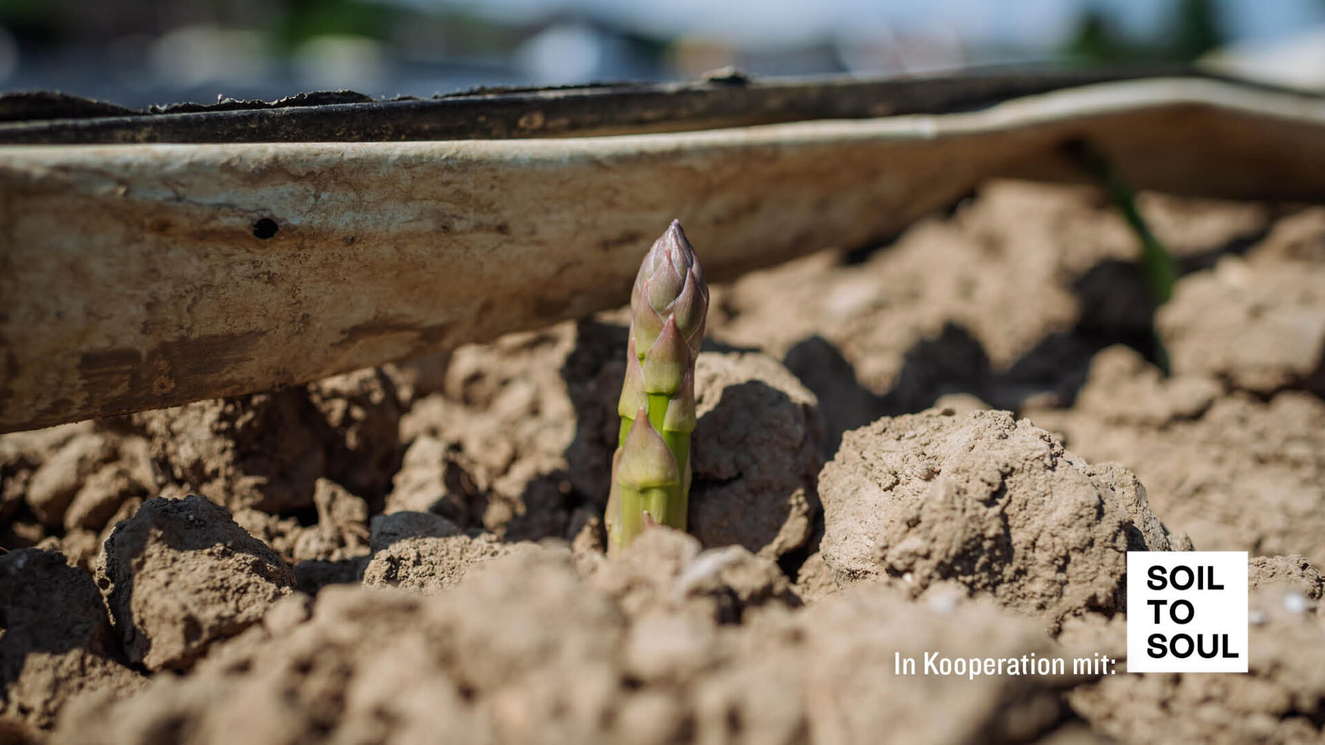 Grünspargel auf Spargelfeld