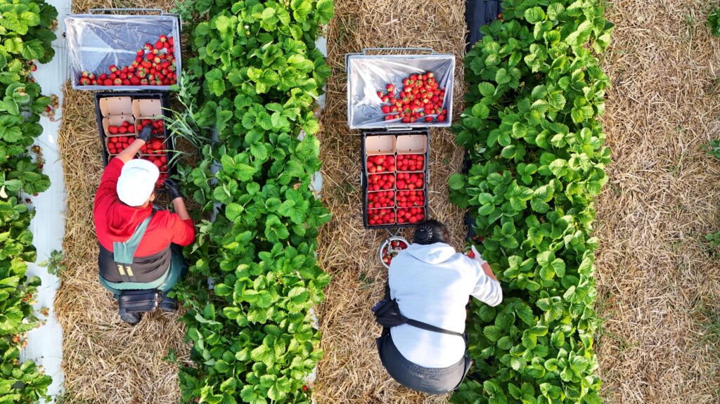 Erdbeeren ernten im Freiland