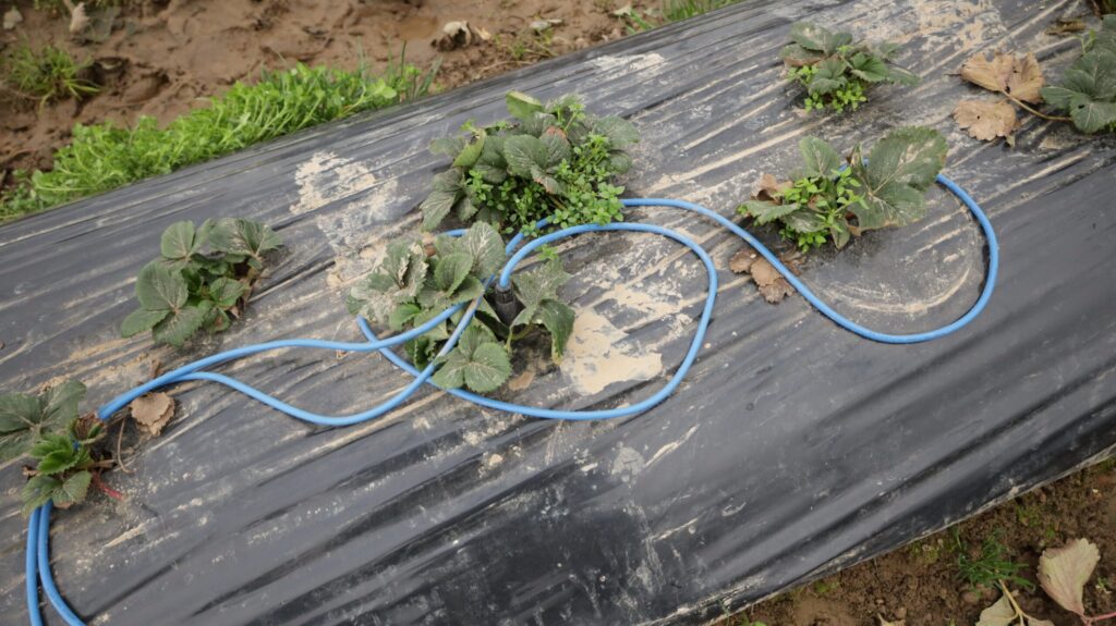 Sensoren in den Erdbeeren