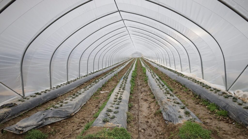 Neuer Tunnel für Erdbeeren