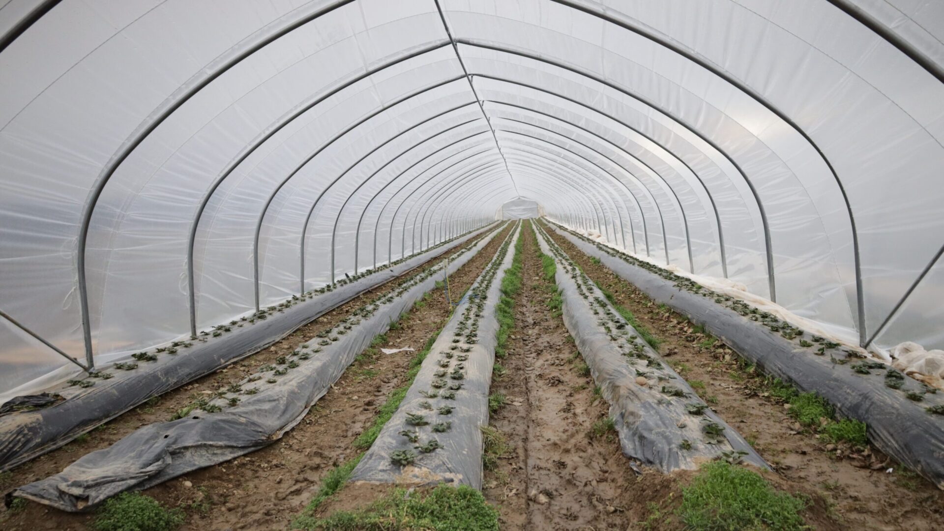 Neuer Tunnel für Erdbeeren