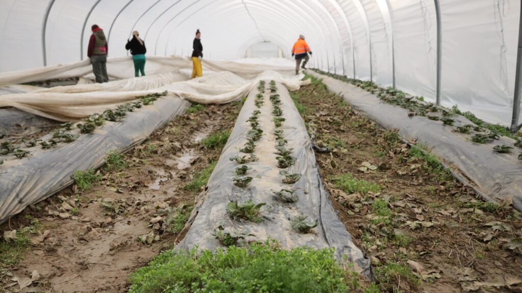 Erntehelfende im Erdbeeren Tunnel