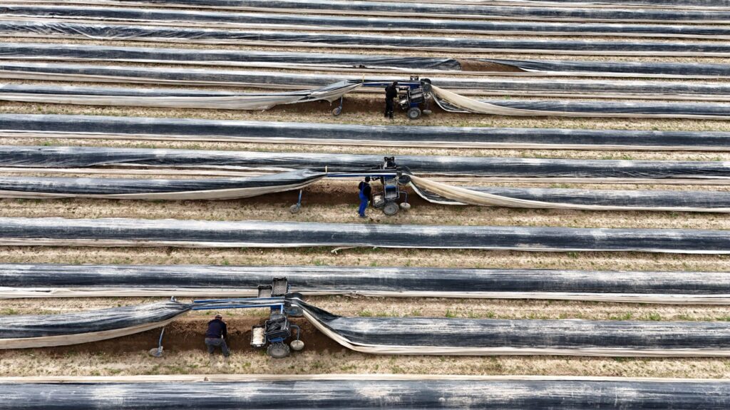 Spargelspinnen auf dem Feld