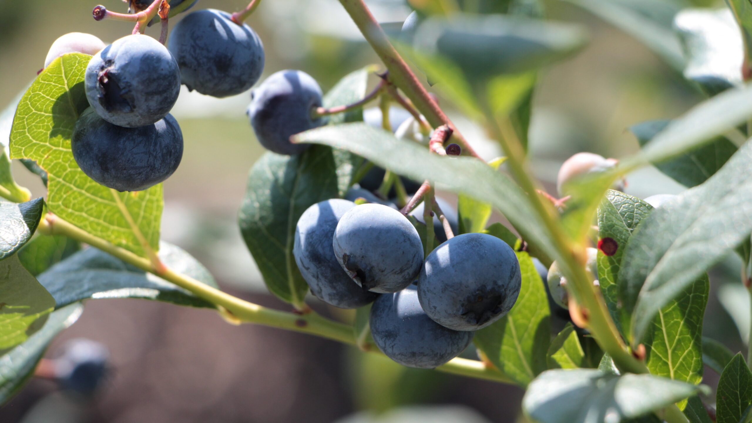 Heidelbeeren