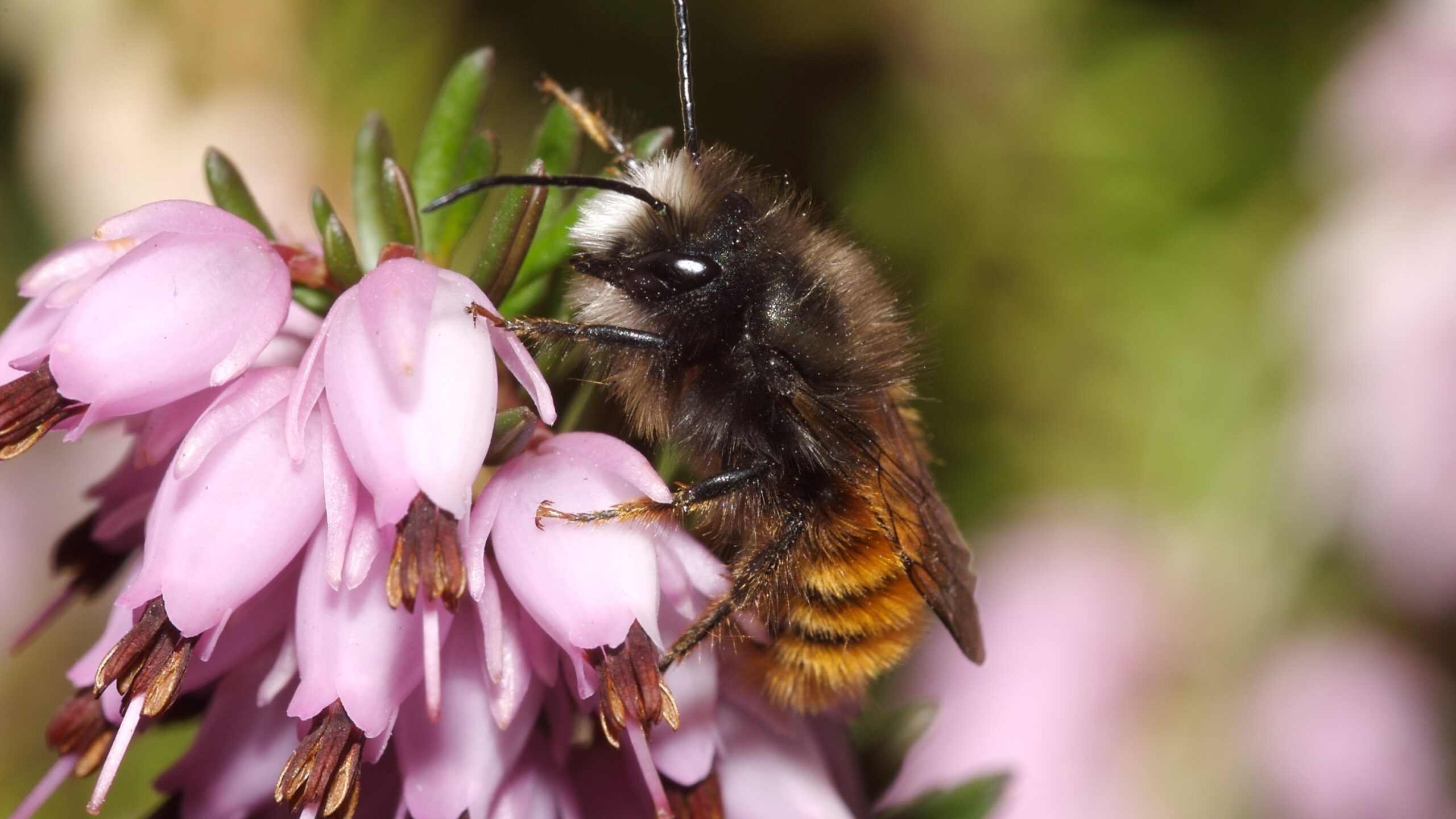 Juckerhof Wildbienen Wildbiene Gehörnte Mauerbiene (osmia Cornuta) Wildbiene