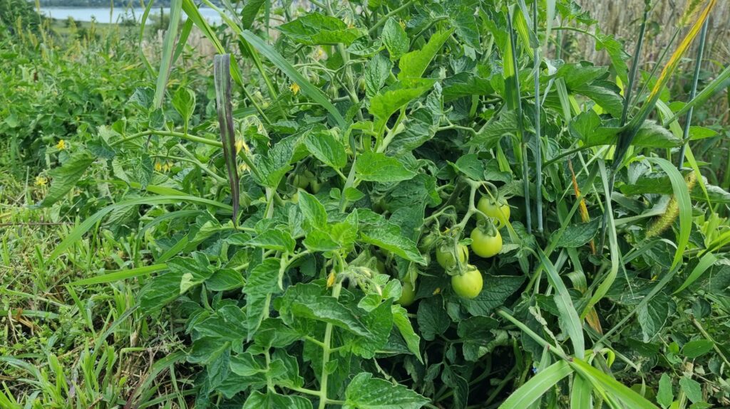 Wildkultur Tomaten