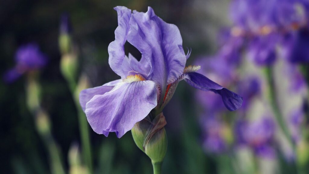 Iris