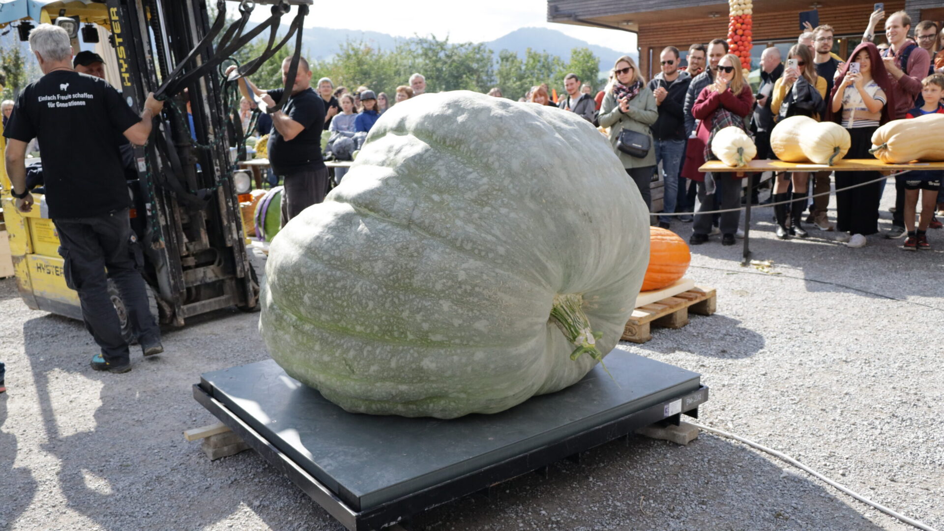 Riesenkürbis auf der Waage