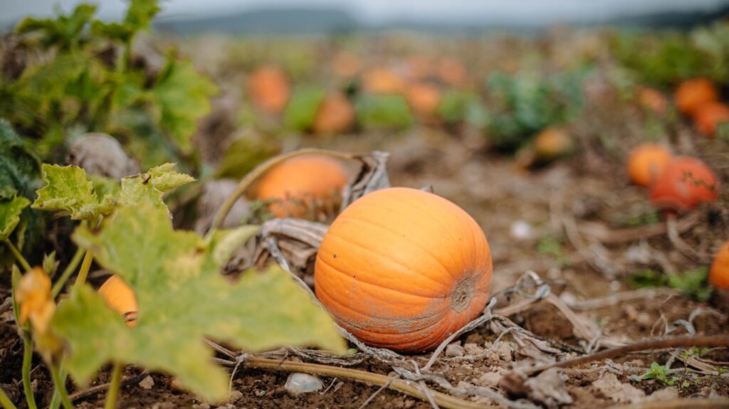 Feld Halloween-Kürbisse