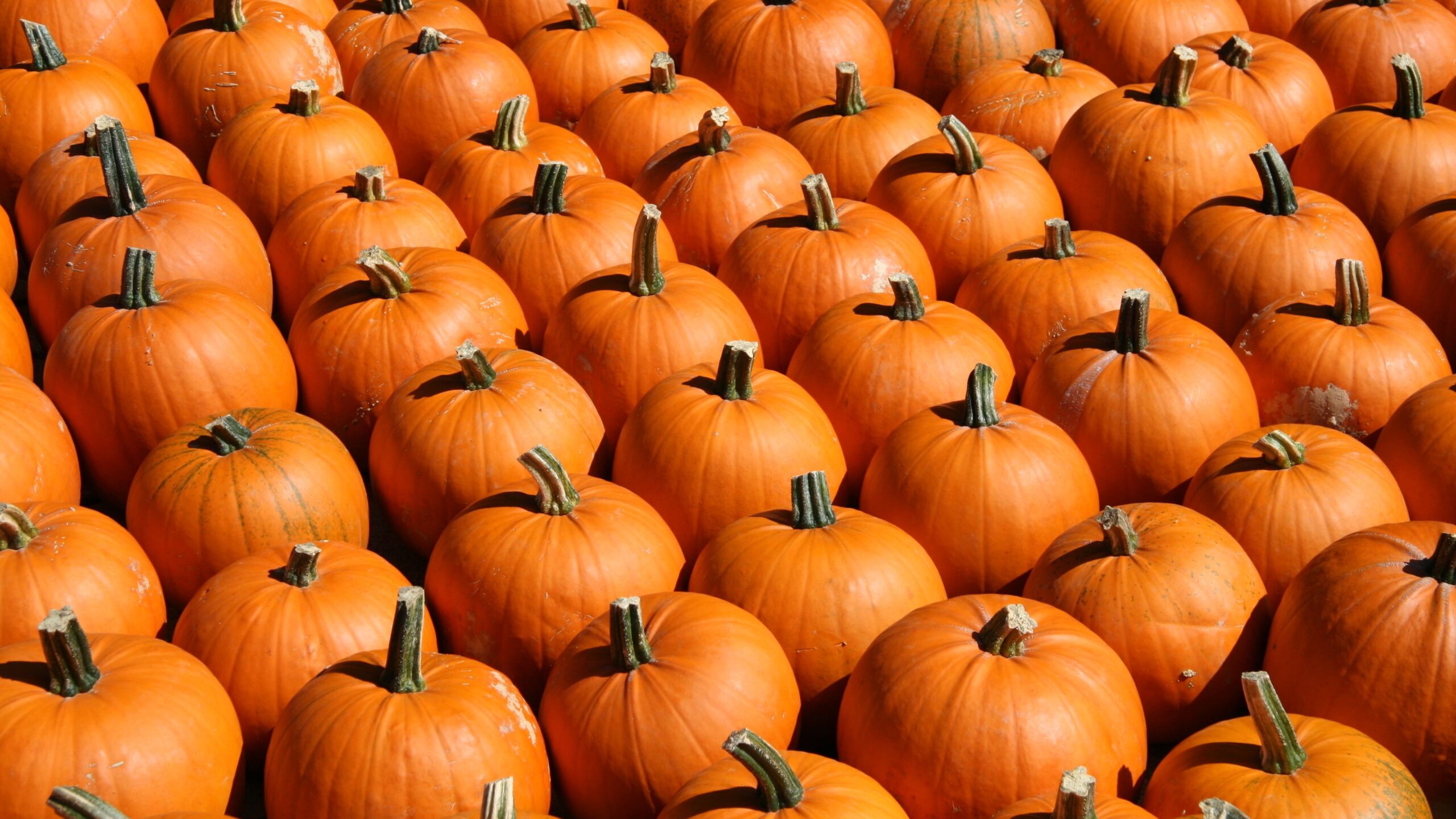 Kuerbissorte Halloween (6) Halloween Kürbisse orange