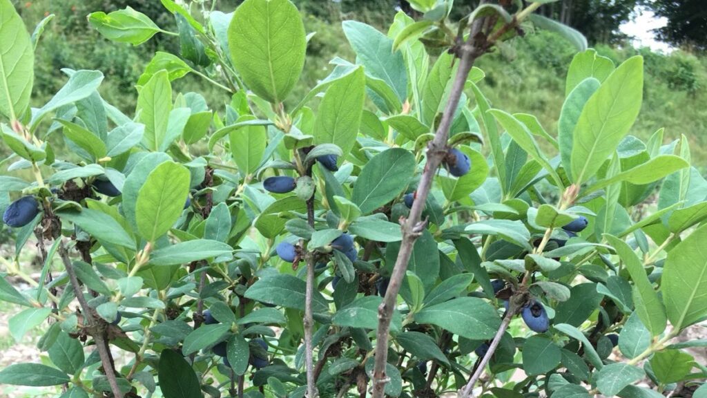 Maibeeren