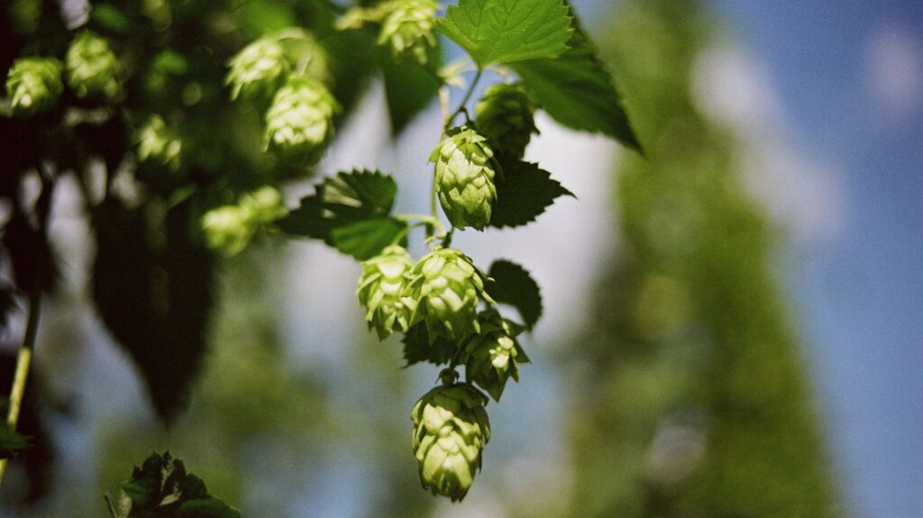 Hopfenpflanze