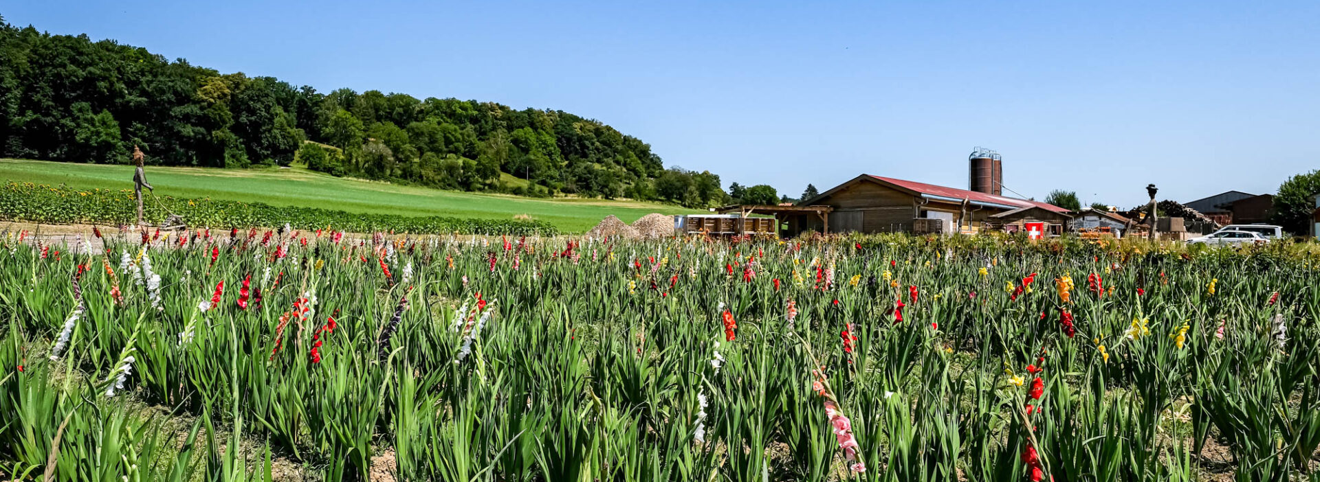 Römerhof, Gladiolen