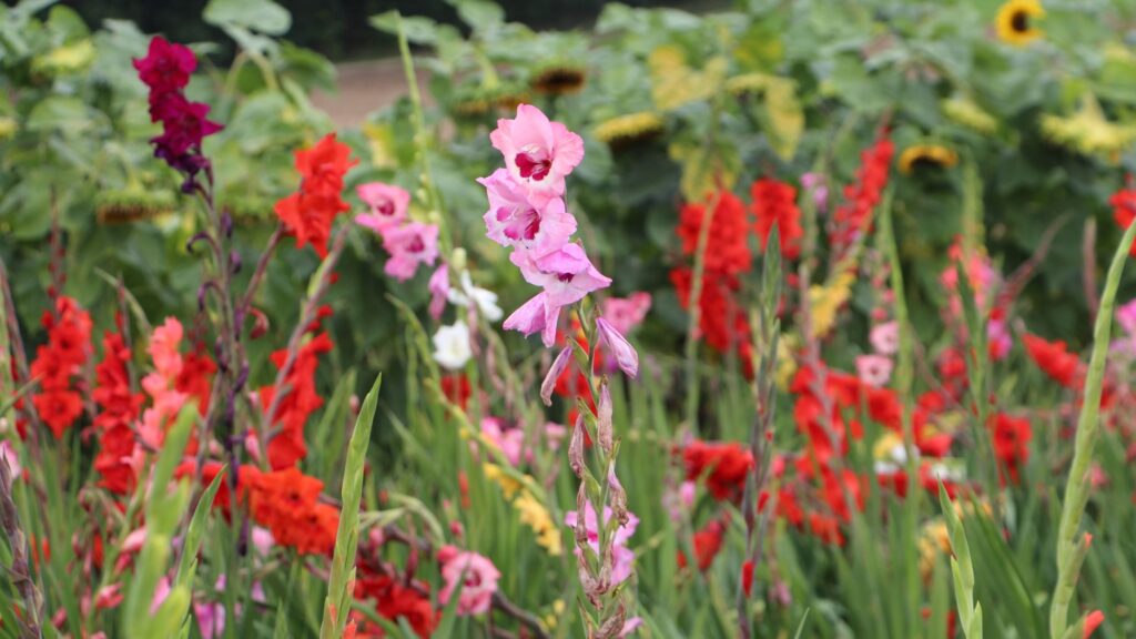 Bunte Blumenpracht: Gladiolen auf dem Römerhof