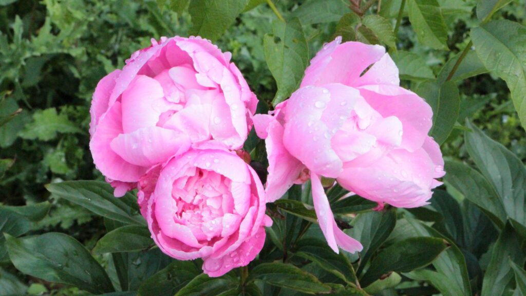 Rosa Pfingstrosen