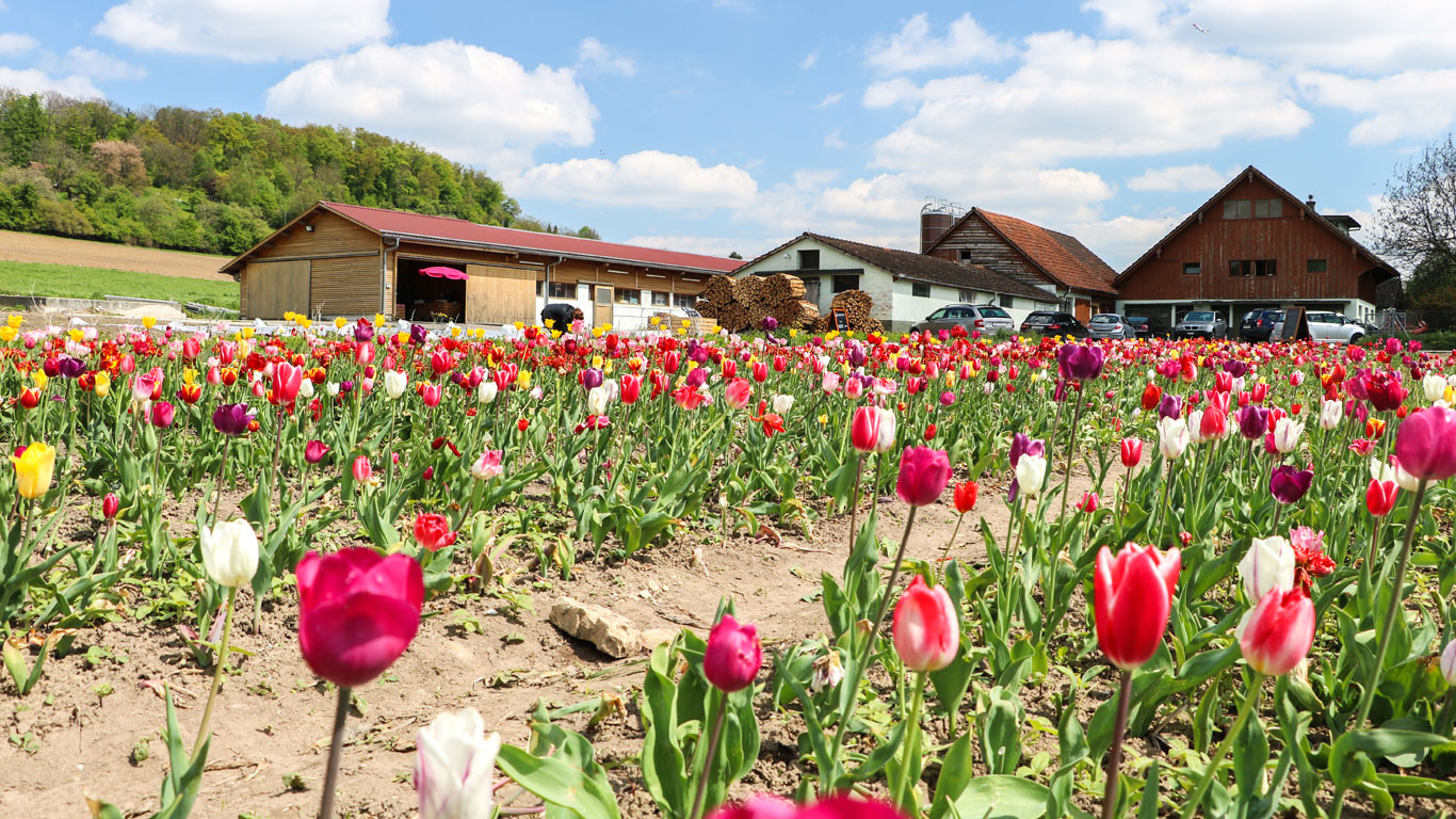 Römerhof Blumenfeld (58) Klein Tulpenfeld hinter dem Römerhof