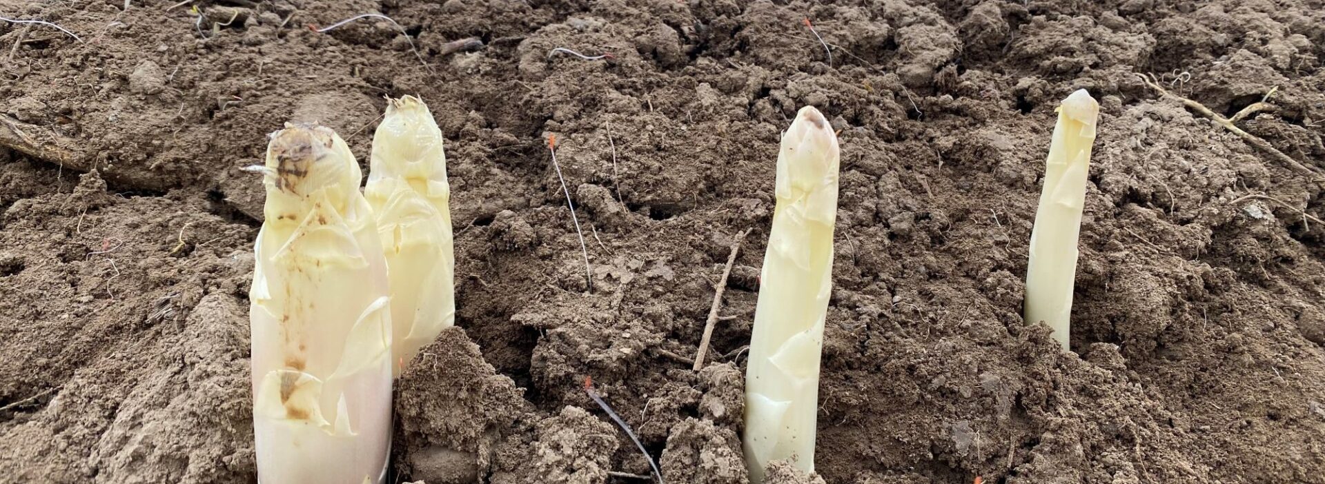 Bleichspargeln auf dem Feld