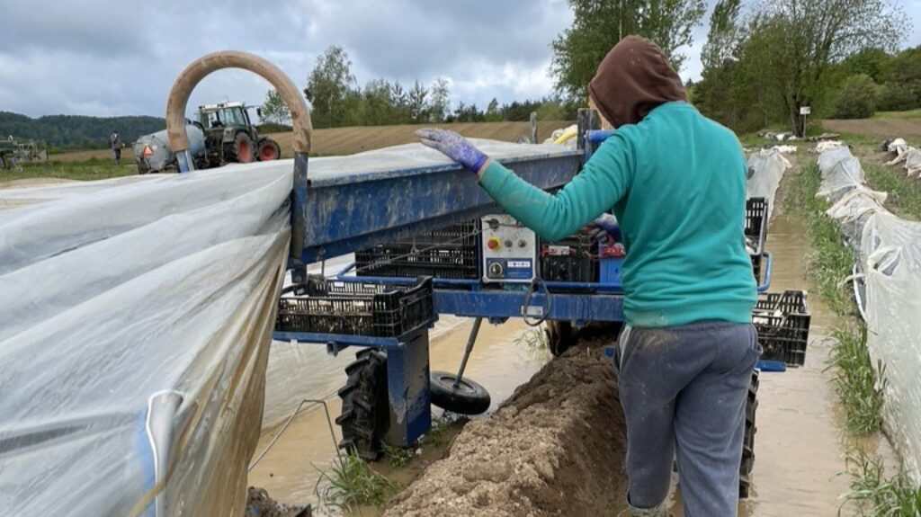 Ernte auf nassem Spargelfeld