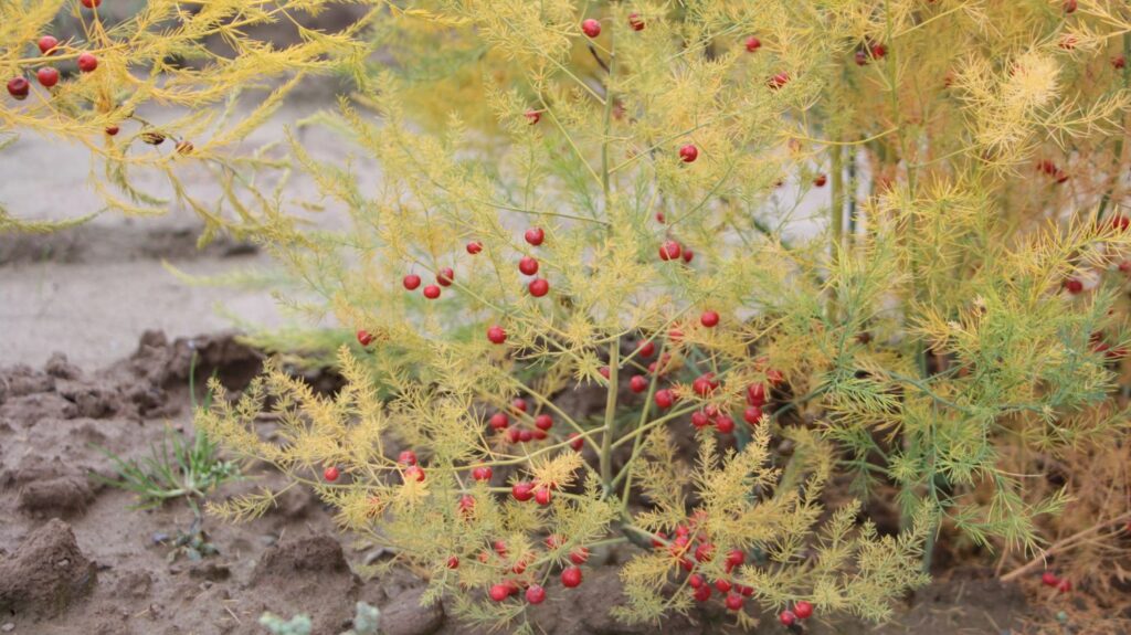 Spargelkraut mit Beeren