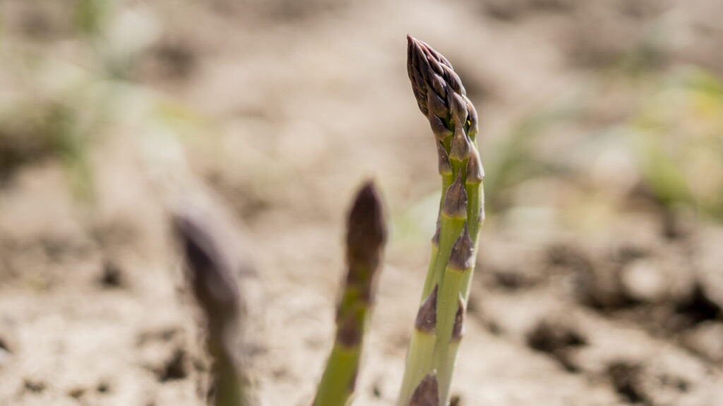 grüner Spargel