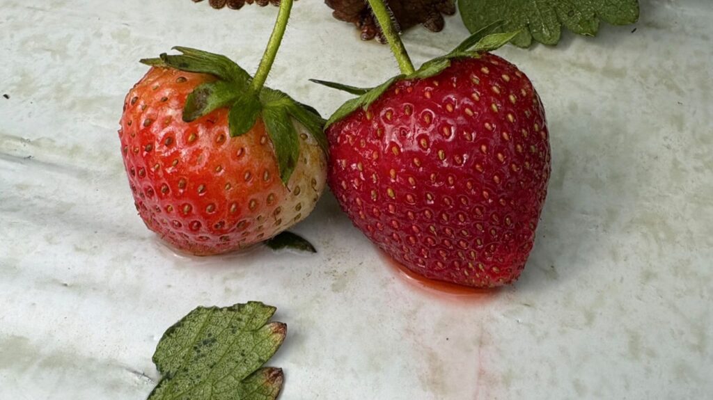 Erdbeeren von Unwetter verwüstet.