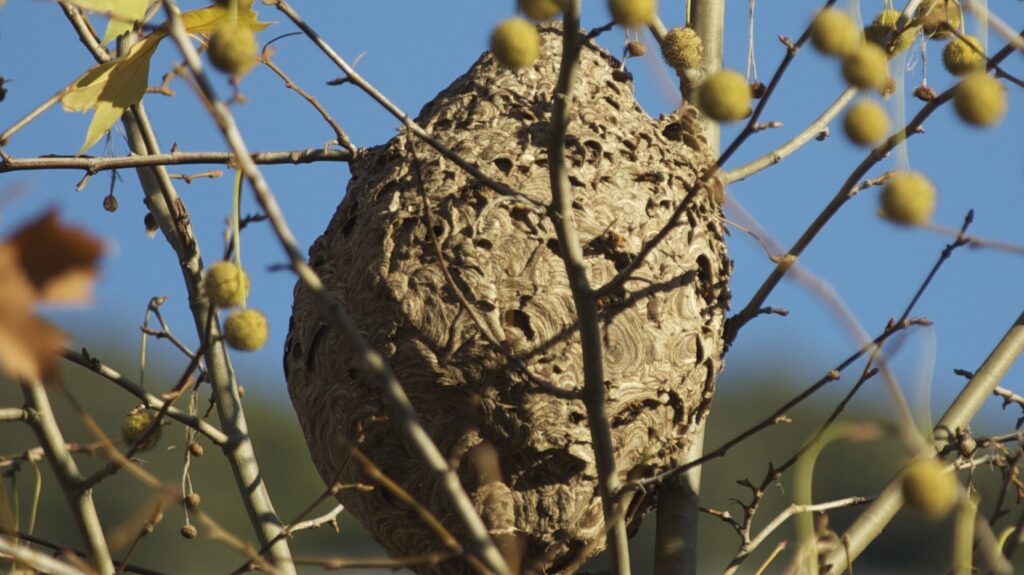 Nest der Asiatischen Hornisse