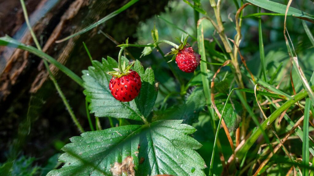 Walderdbeeren