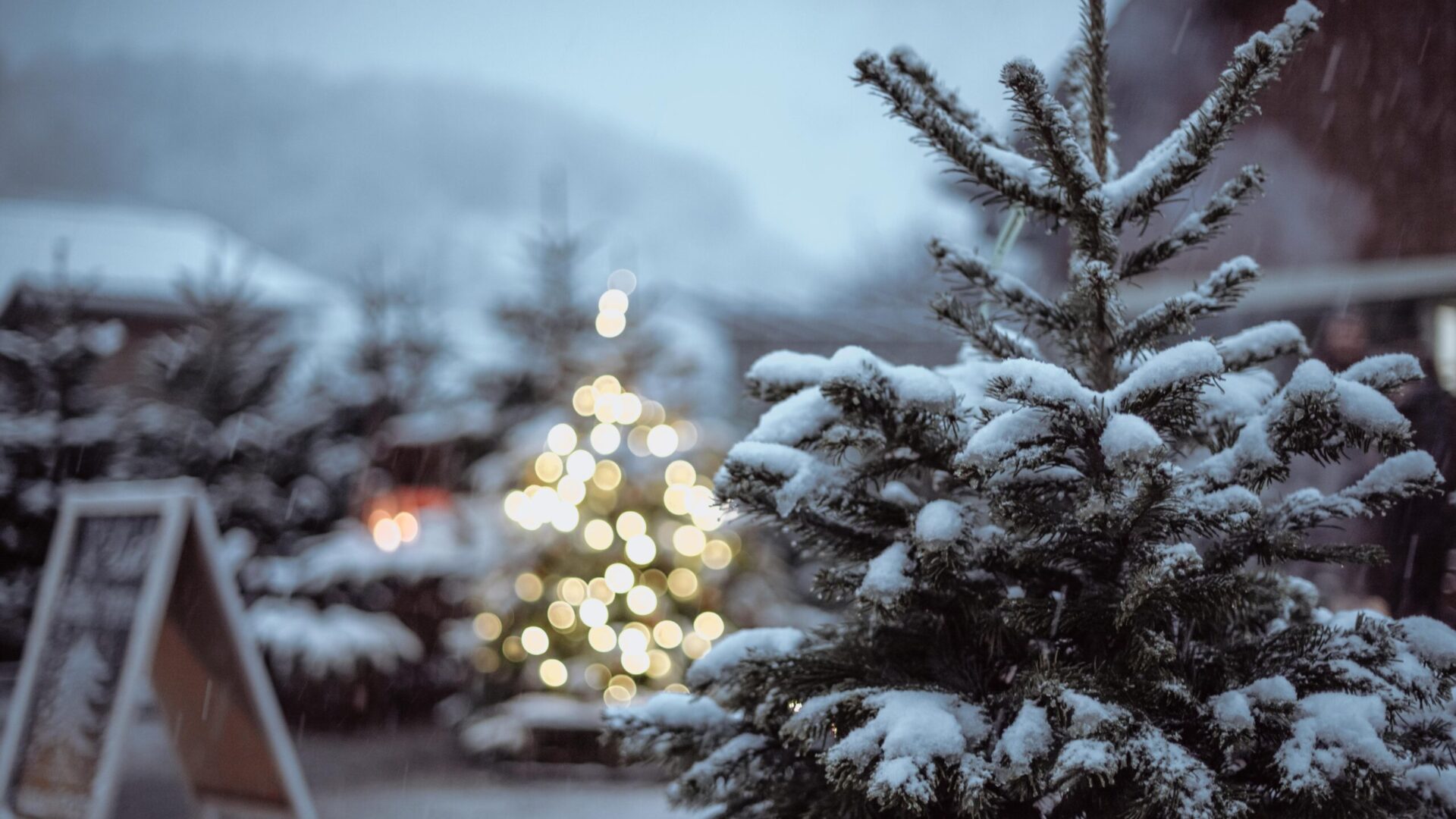 Weihnachtsbaumverkauf