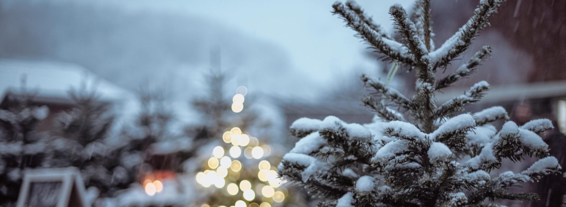 Weihnachtsbaumverkauf