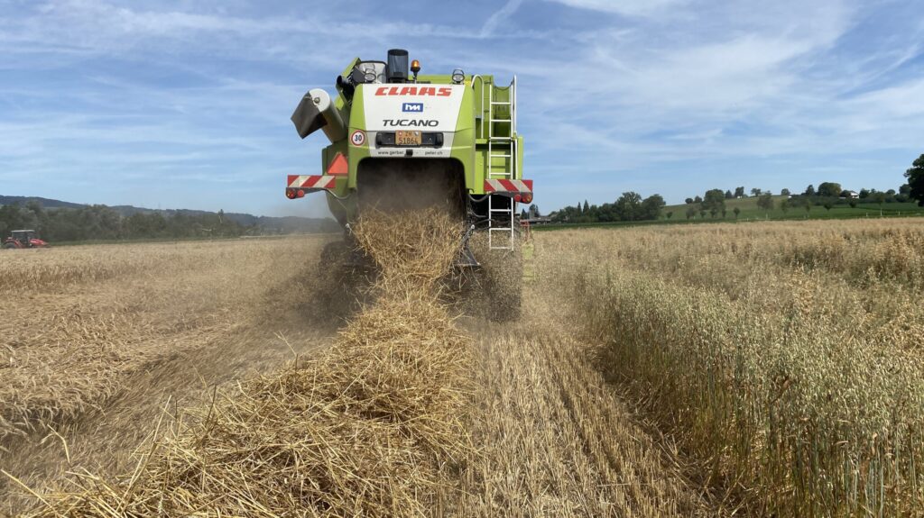 Brotproduktion: Weizen dreschen