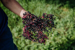 Holunderbeeren ernten